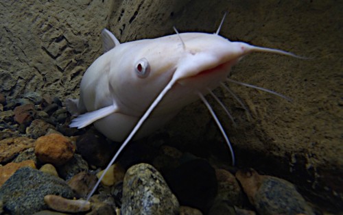Albino wels catfish (Photo: USFWS Mountain-Prairie / CC BY 2.0)