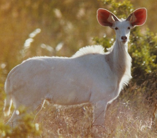 Albino kudu