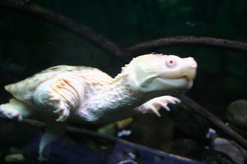 Albino turtle