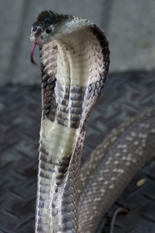 Ordinary cobra (Photo: Tony Austin / CC BY 2.0)