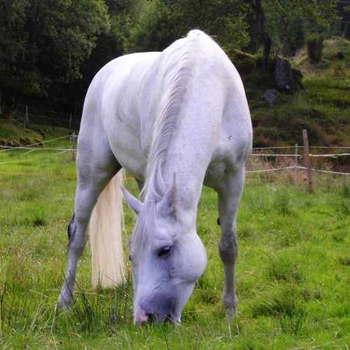 Ordinary white horse