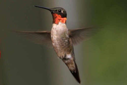Ordinary hummingbird (Photo: Curt Hart / CC BY 2.0)
