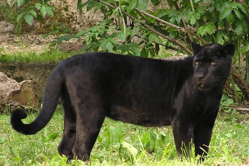 Melanistic jaguar(Black Panther)