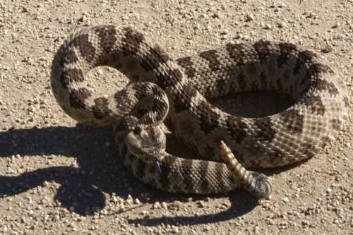 Ordinary rattlesnake (Photo: Jeff Love / CC BY 2.0)