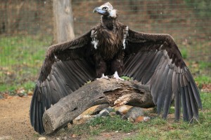 Cinereous vulture - Aegypius monachus