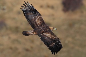 Golden eagle - Aquila chrysaetos