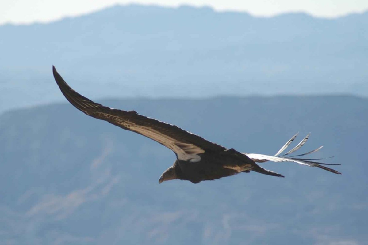 The California Condor - Gymnogyps californianus