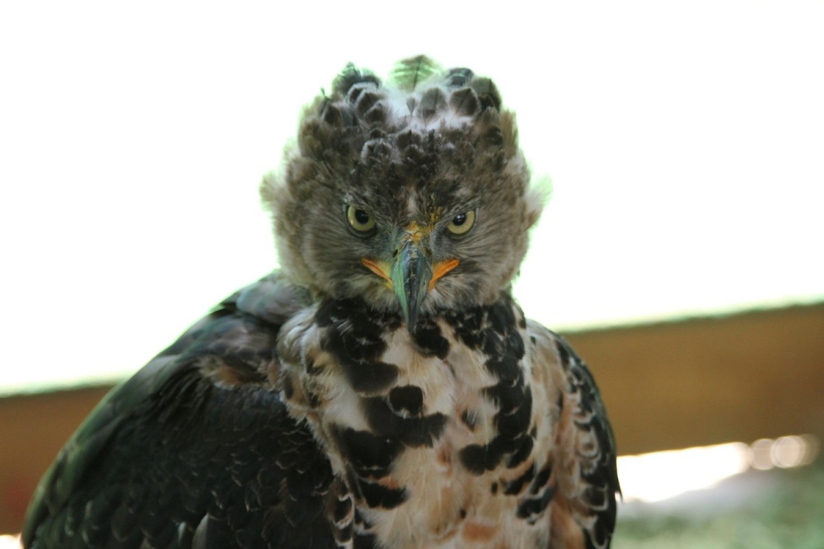 Crowned eagle - Stephanoaetus coronatus