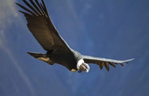 Andean condor - Vultur gryphus