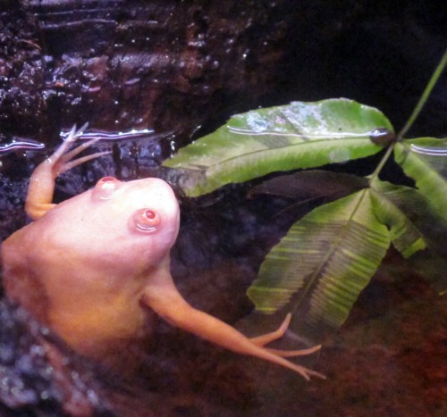 Albino african clawed frog (Photo: Daniel Jolivet / CC BY 2.0)