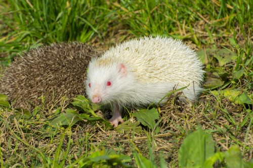 Albino hedgehog (Photo: © Belizar)