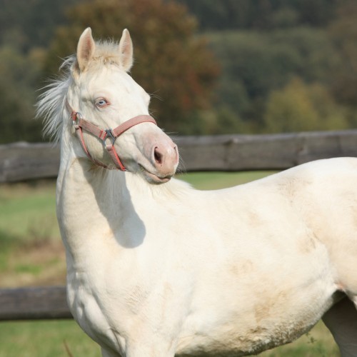 Albino horse (Photo: © Zuzule)