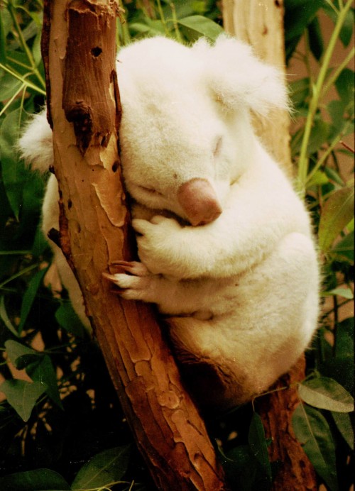 Albino koala (Photo: Bill Kuffrey / CC BY 2.0)