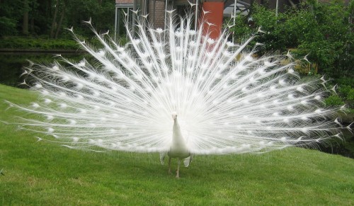 White Peacock (Photo: Nanimo / CC BY 2.0)