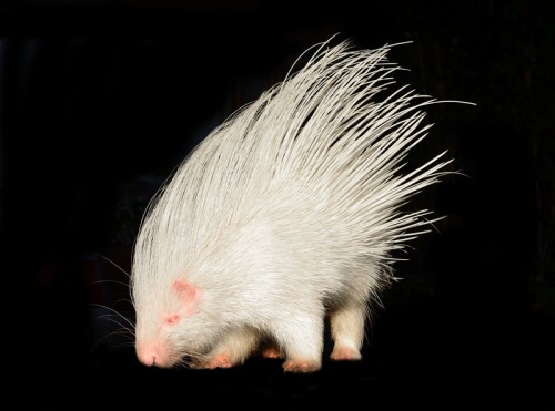 Albino porcupine (Photo: © Anankkml)