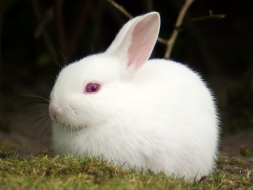 Albino rabbit (Photo: Tomi Tapio K / CC BY 2.0)