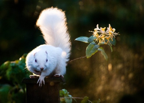 Albino squirrel (Photo: Lauren Liston / CC BY 2.0)