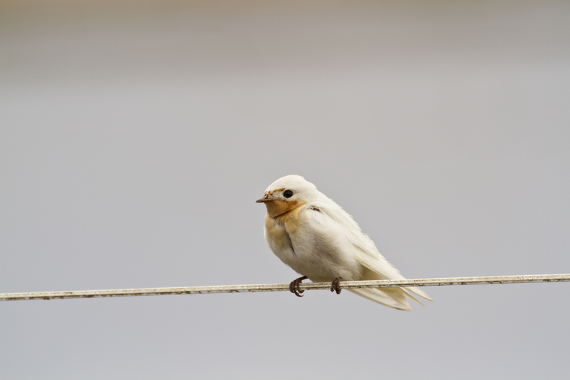 Leucistic welcome swallow