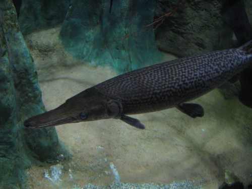 Alligator gar (Photo: shankar s. / CC BY 2.0)