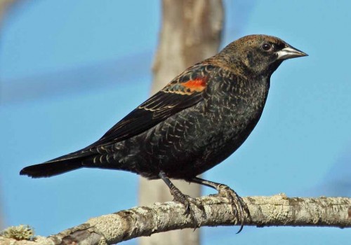 Blackbird (Foto: Mike Baird / CC BY 2.0)
