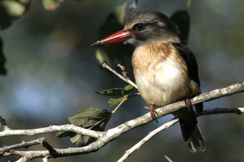 Ordinary brown-hooded kingfisher (Photo: Stuart Bassil / CC BY 2.0)