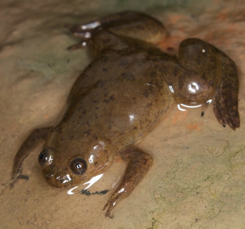 African clawed frog (Photo: Brian Gratwicke / CC BY 2.0)