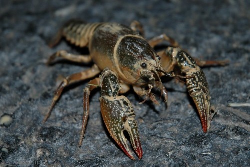 Ordinary crawfish (Photo: John / CC BY 2.0)
