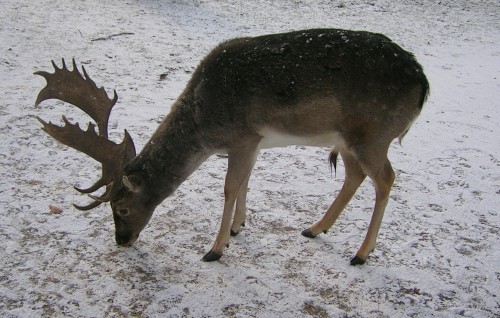 Stag on snow