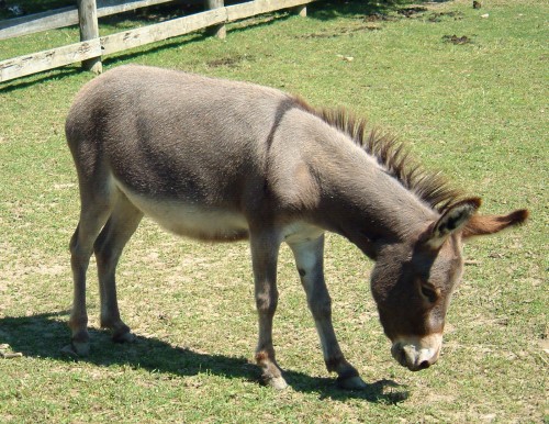 Ordinary donkey