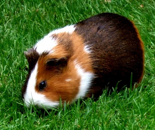 Ordinary guinea pig (Photo: David Masters / CC BY 2.0)