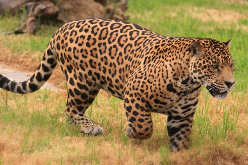 Ordinary jaguar
