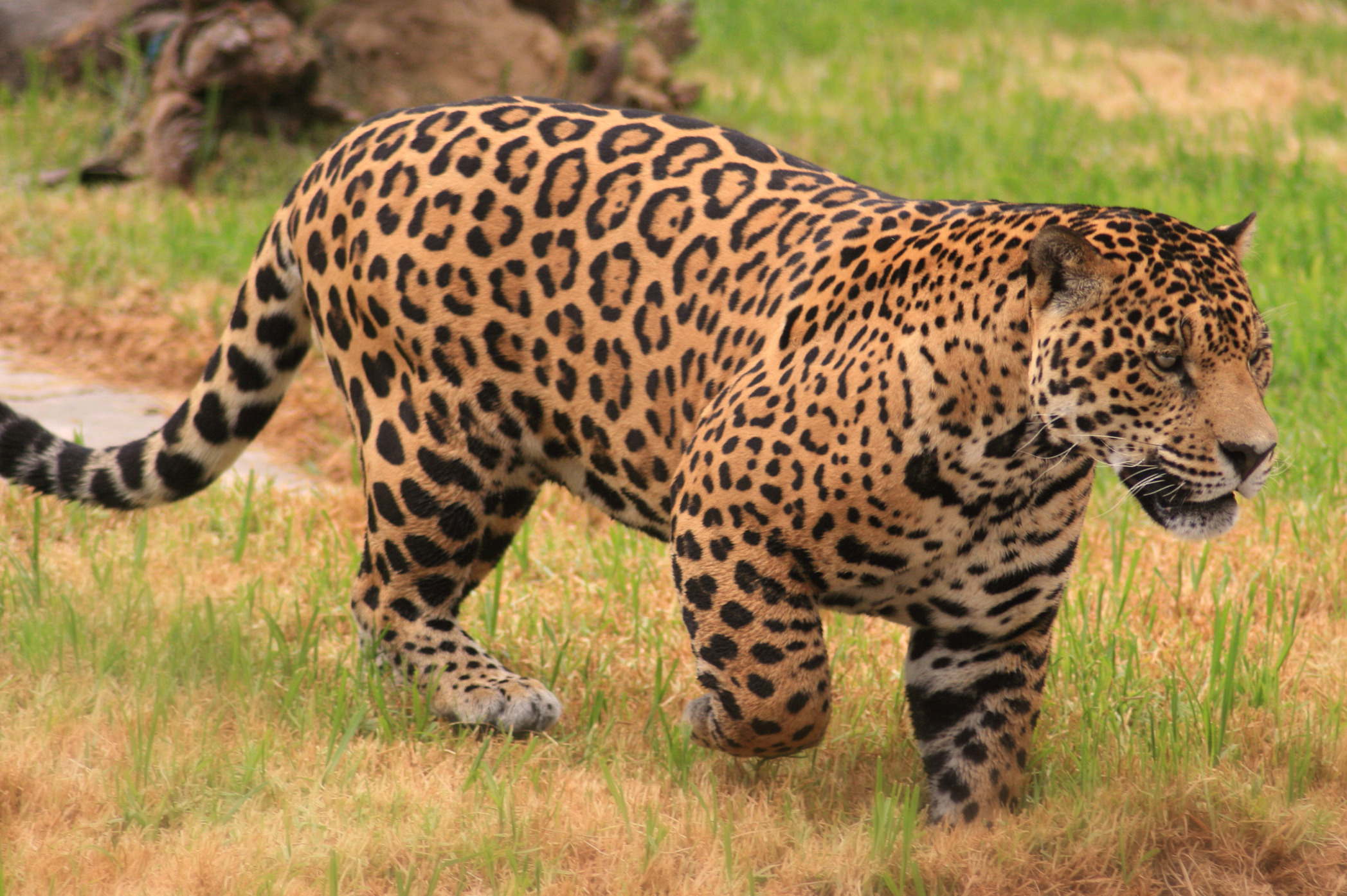 Ordinary jaguar.