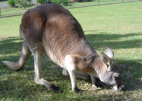 Ordinary kangaroo (Photo: Alikai / CC BY 2.0)