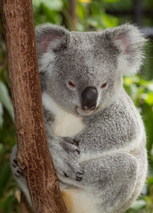 Common Koala (Photo: Brian Gratwicke / CC BY 2.0)