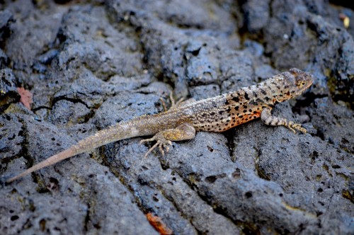 Lava lizard (Photo: Paul Krawczuk / CC BY 2.0)