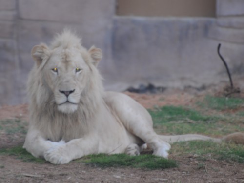 Leucistic lion (Photo: shankar s. / CC BY 2.0)