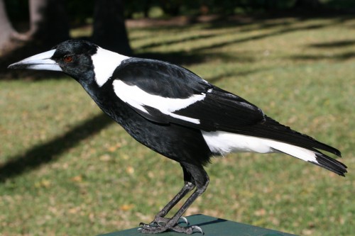 Ordinary magpie (Photo: Elspeth and Evan / CC BY 2.0)