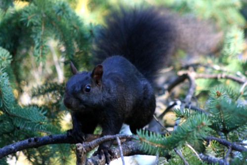 Melanistic squirrel (Photo: Robert Taylor / CC BY 2.0)