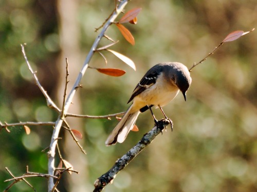 Ordinary mockingbird (Photo: J Labrador / CC BY 2.0)