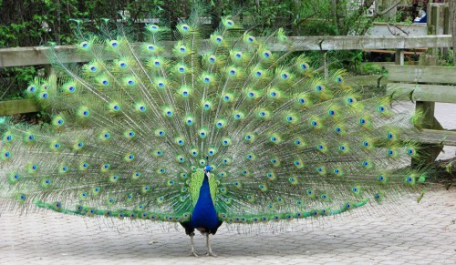  Ordinary Peacock (Photo: Addie VanDreumel / CC BY-ND 2.0)