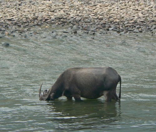 Ordinary water buffalo (Photo: Ben Burkland, Carolyn Cook / CC BY 2.0)