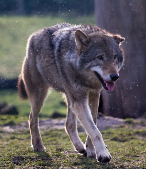 Gray wolf (Photo: Lennart Tange / CC BY 2.0)
