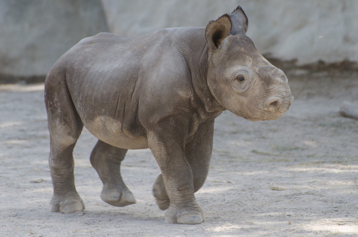 Black rhino cub