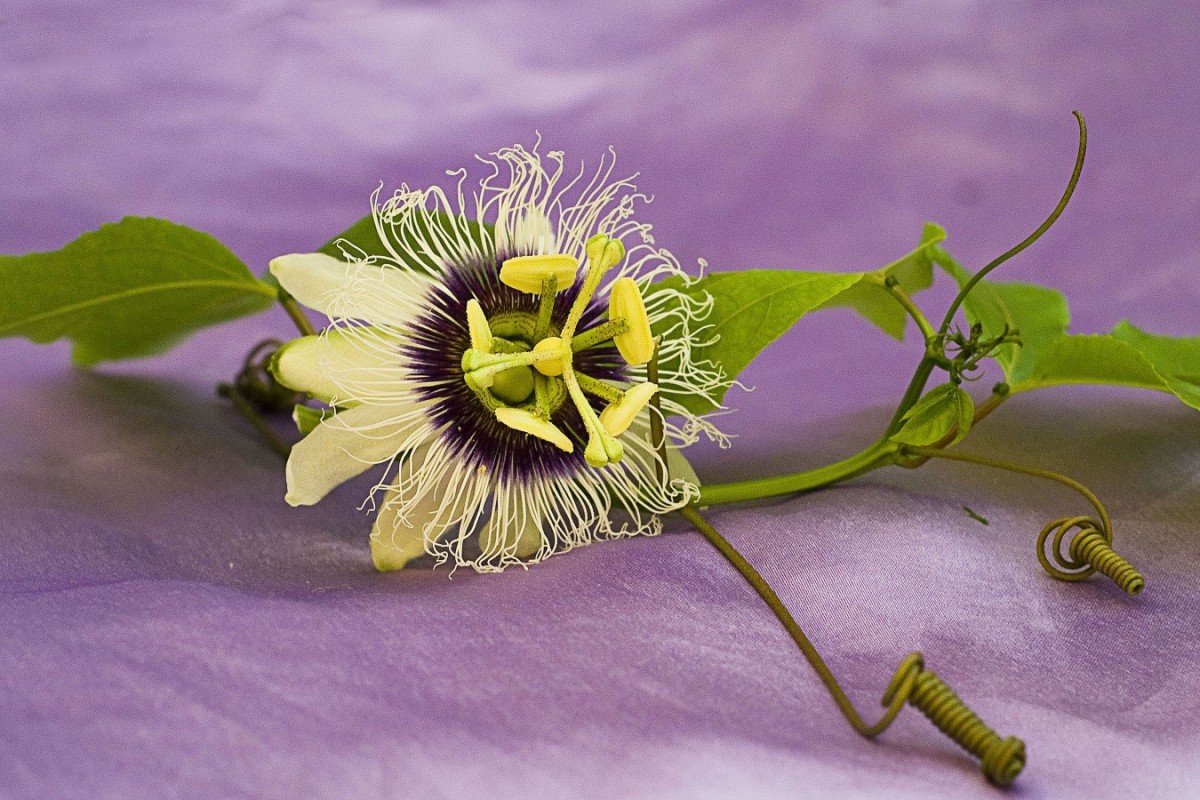 Passion Flower with tendrils