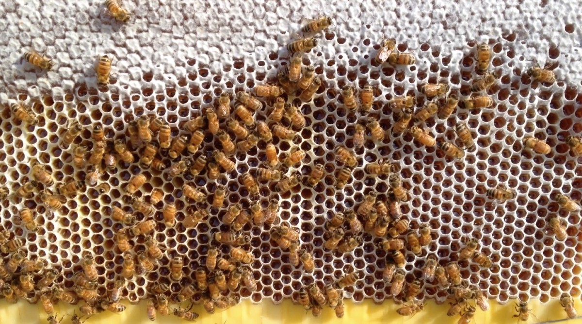 Bees at work on the honeycomb