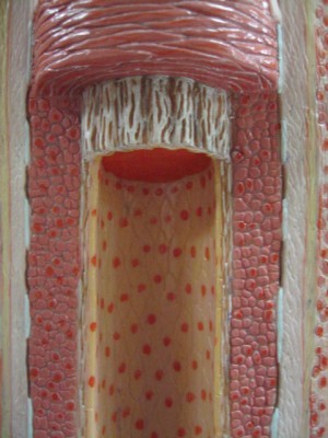 Artery model