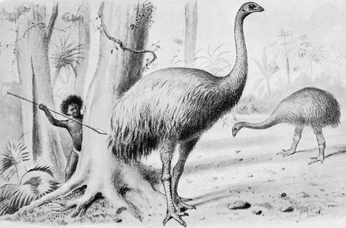 Dinornis robustus