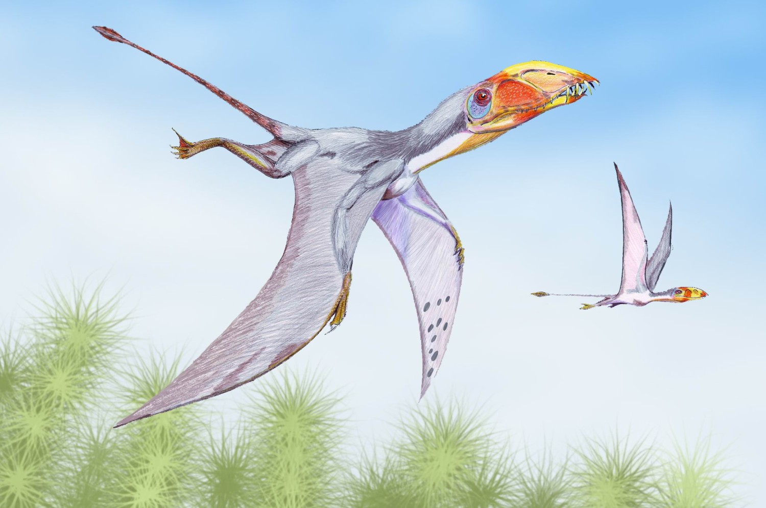Dimorphodon macronyx
