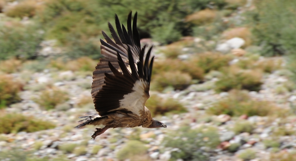 Himalayan griffon vulture - Gyps himalayensis