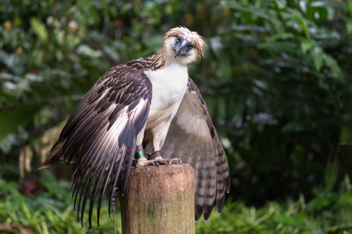 Philippine eagle - Pithecophaga jefferyi